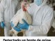 Detectado un brote de gripe aviar en una granja de pavos de Ahillones